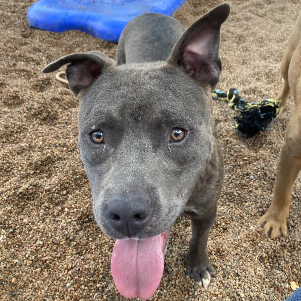 Enlarge Cole, a Adoptable Pit Bull Terrier in Sand Springs, OK image 1/5