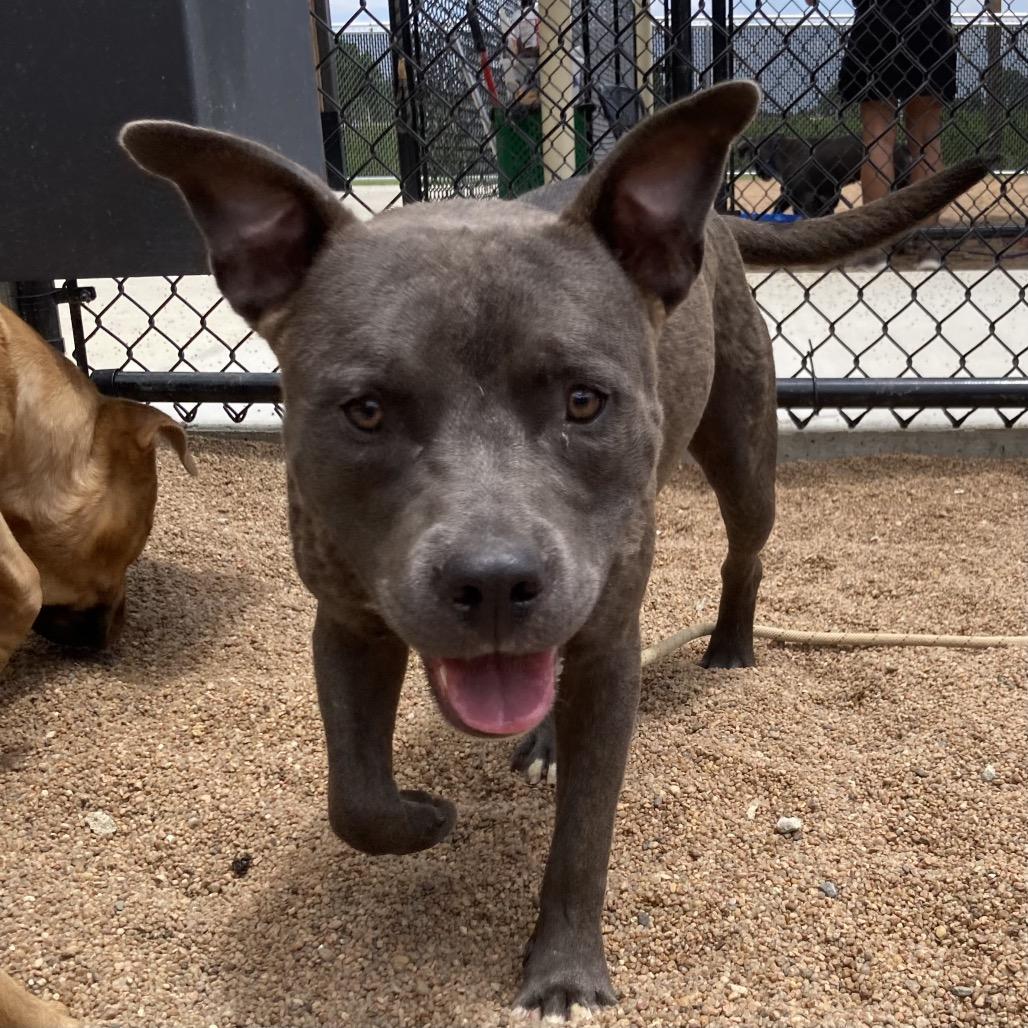 Enlarge Cole, a Adoptable Pit Bull Terrier in Sand Springs, OK image 2/5
