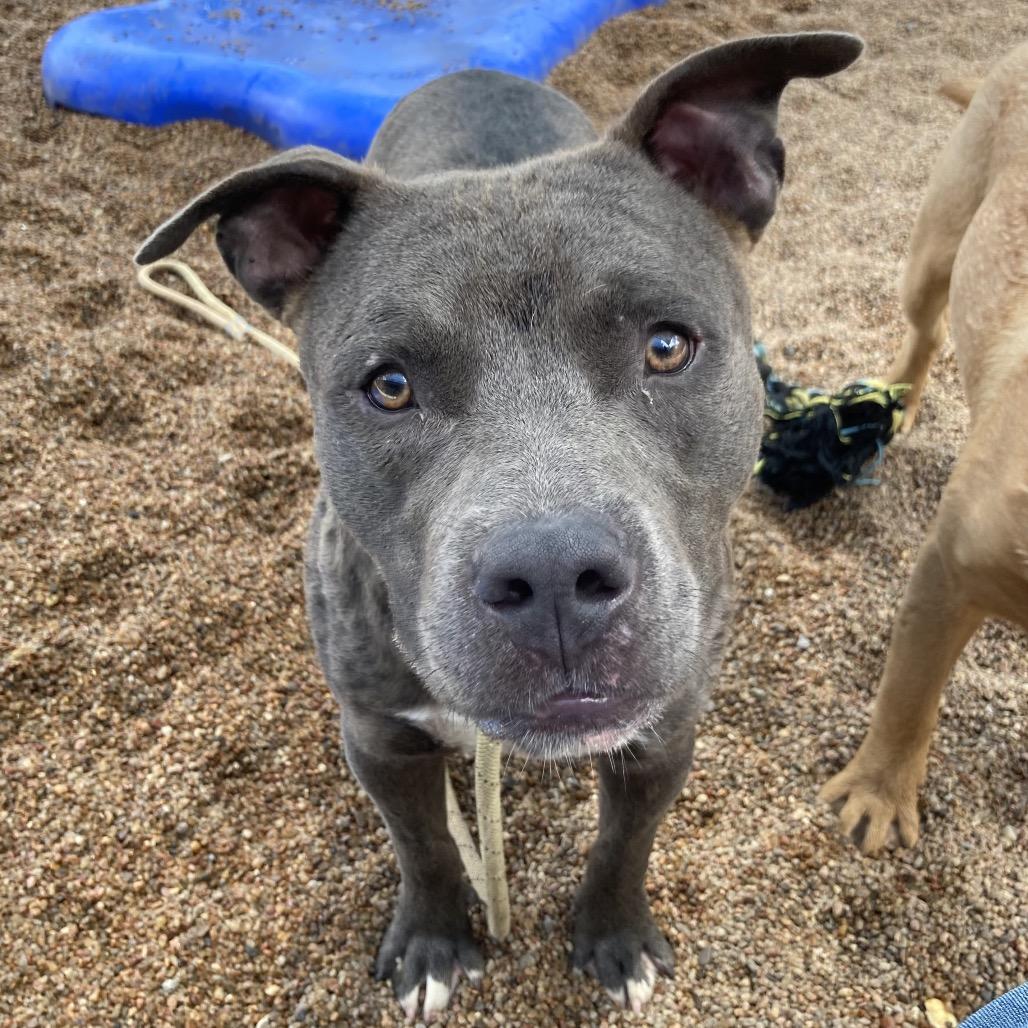 Enlarge Cole, a Adoptable Pit Bull Terrier in Sand Springs, OK image 3/5