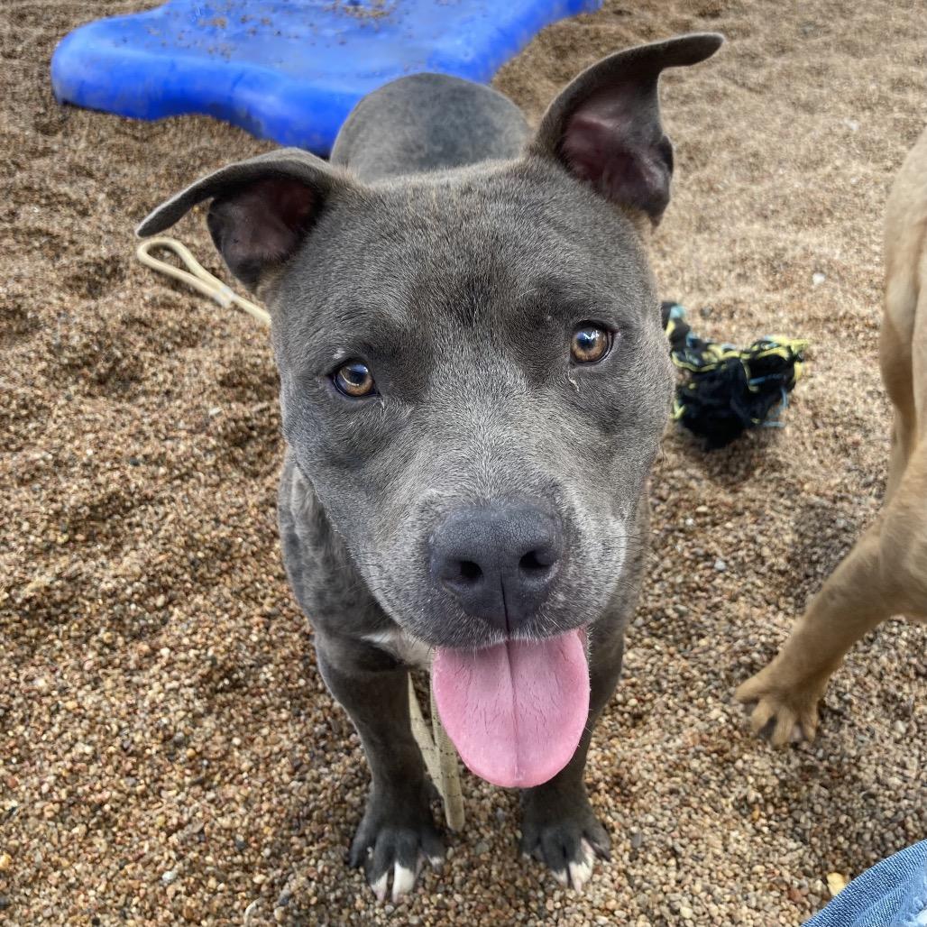 Enlarge Cole, a Adoptable Pit Bull Terrier in Sand Springs, OK image 4/5