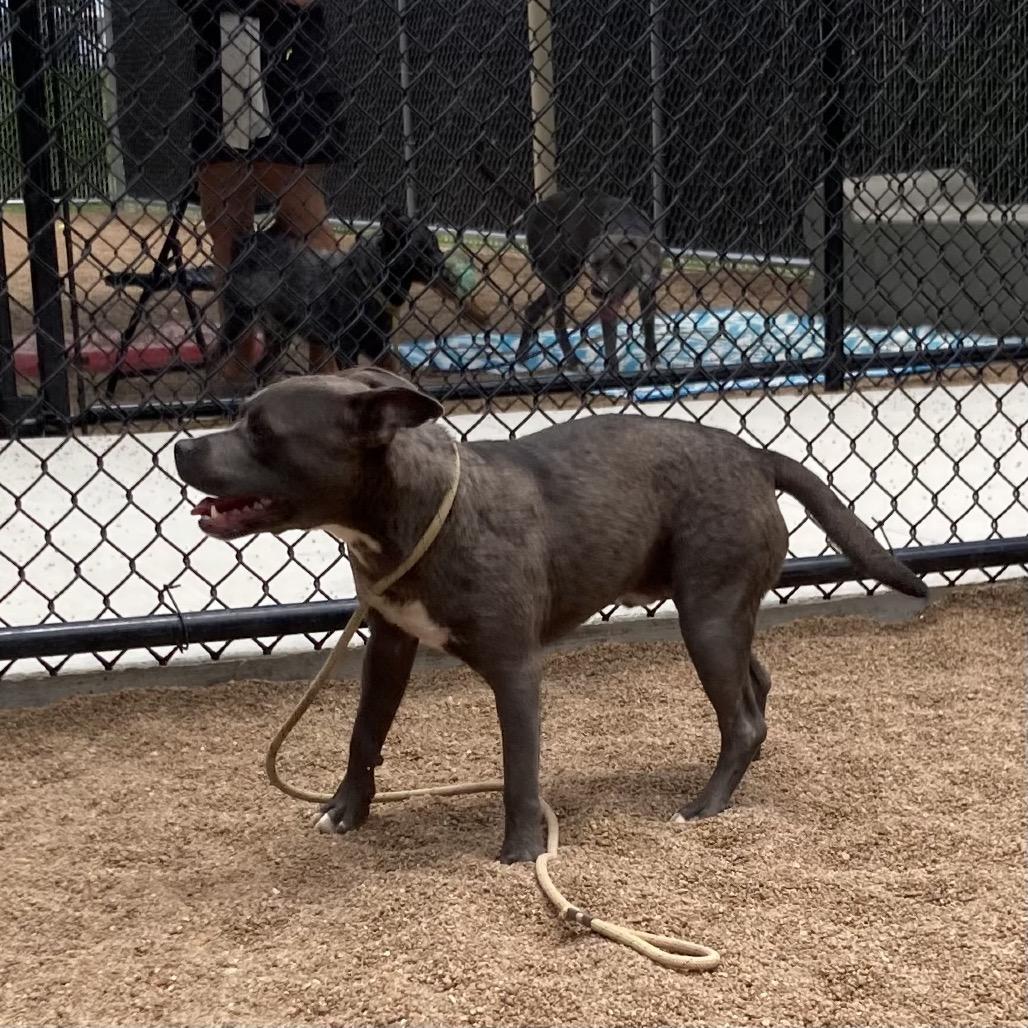 Enlarge Cole, a Adoptable Pit Bull Terrier in Sand Springs, OK image 5/5