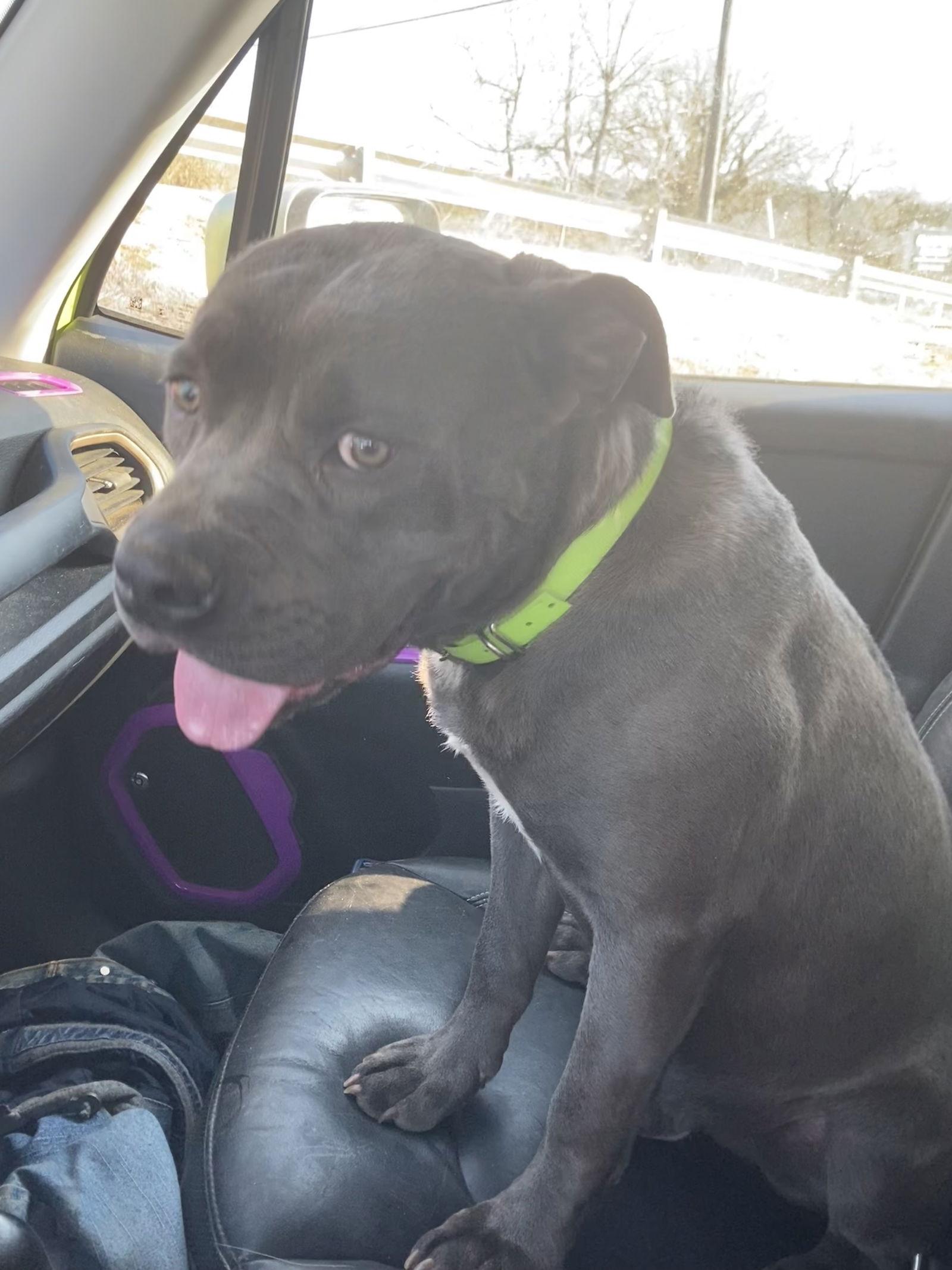 Mixel, a Adoptable Pit Bull Terrier in Chatham, VA image 1/2