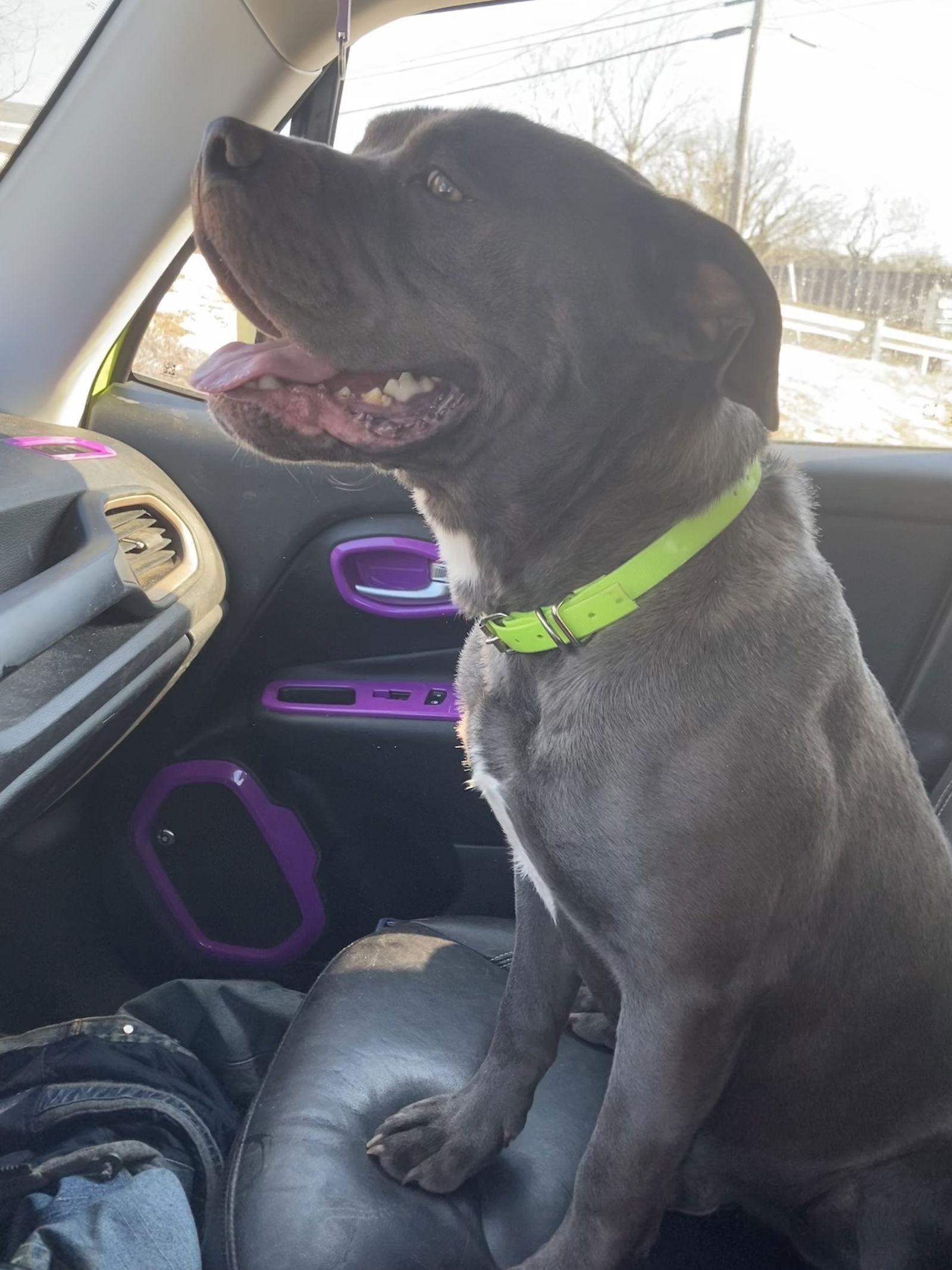 Mixel, a Adoptable Pit Bull Terrier in Chatham, VA image 2/2