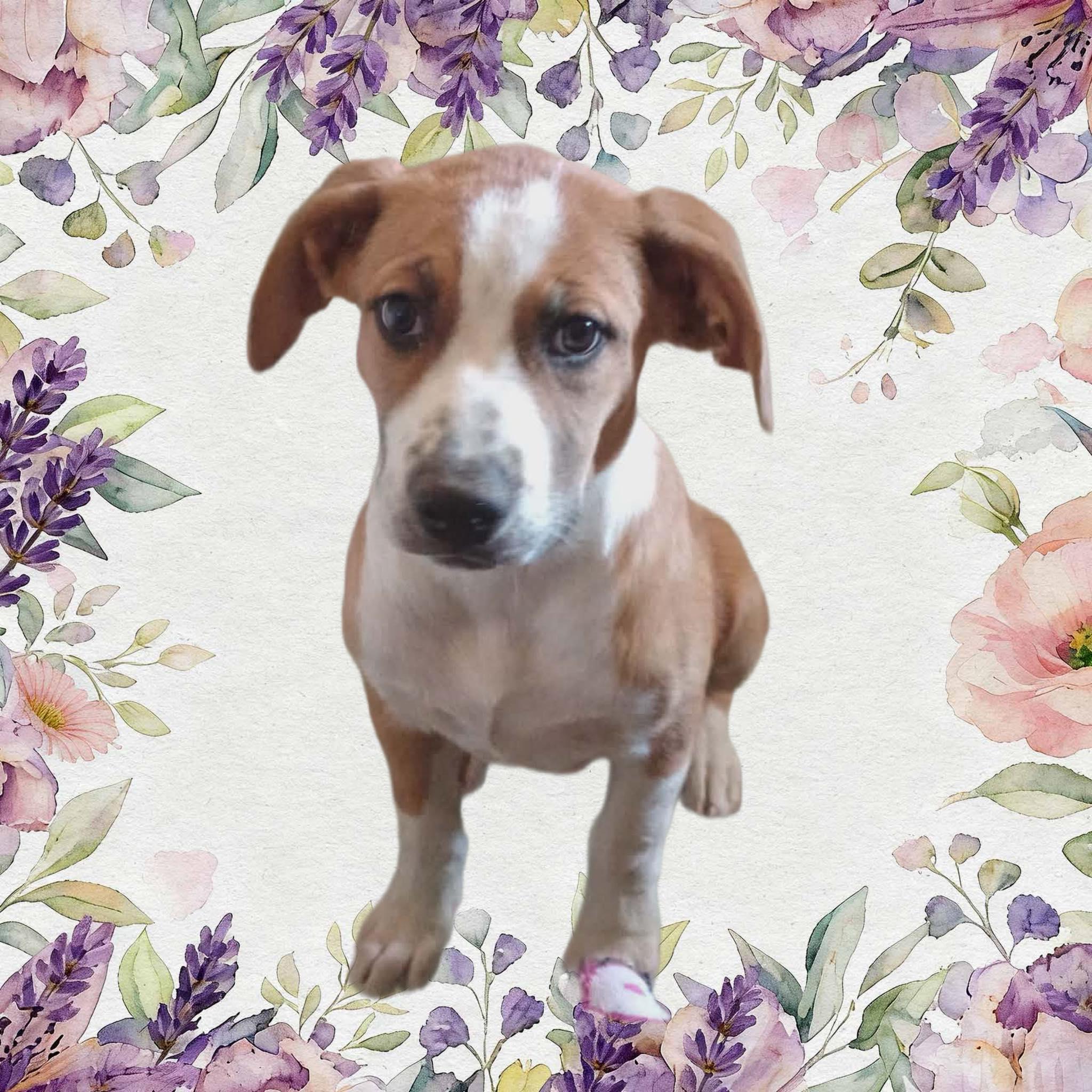 Georgia, Adoptable, Puppy Female Pit Bull Terrier & American Staffordshire Terrier.