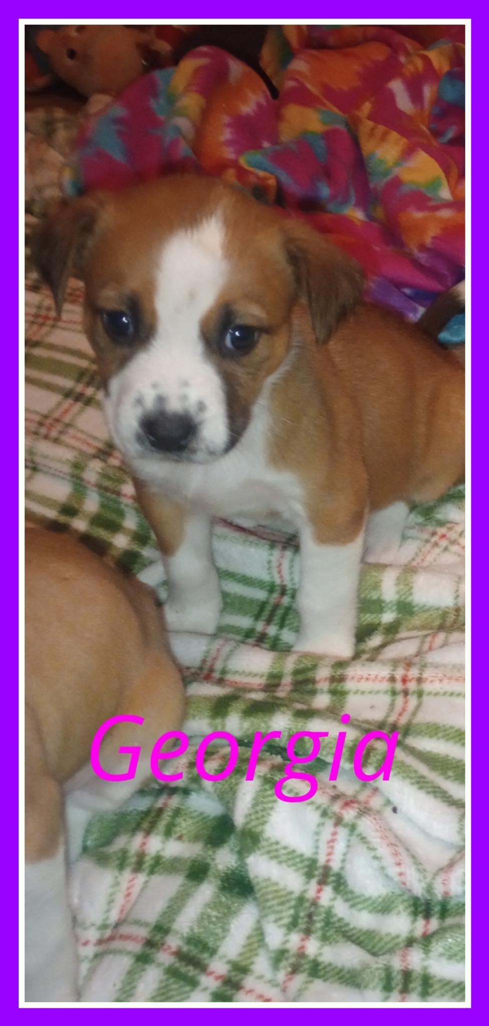 Georgia, Adoptable, Puppy Female Australian Shepherd & American Staffordshire Terrier.