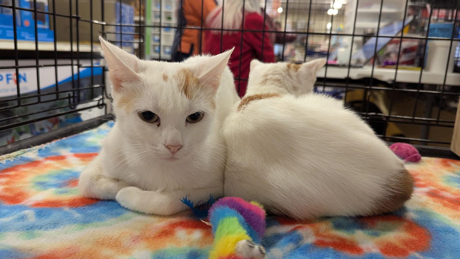 Sugar 0823, Adoptable, Young Female Domestic Short Hair.