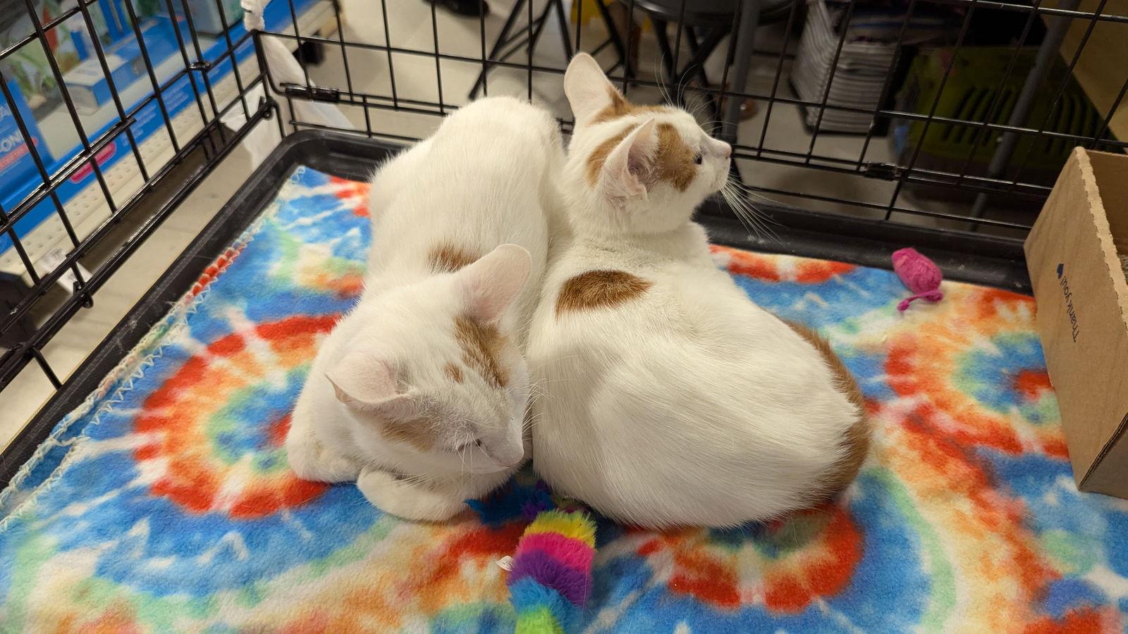 Enlarge Sugar 0823, a Adoptable Domestic Short Hair in Locust Grove, VA image 2/2