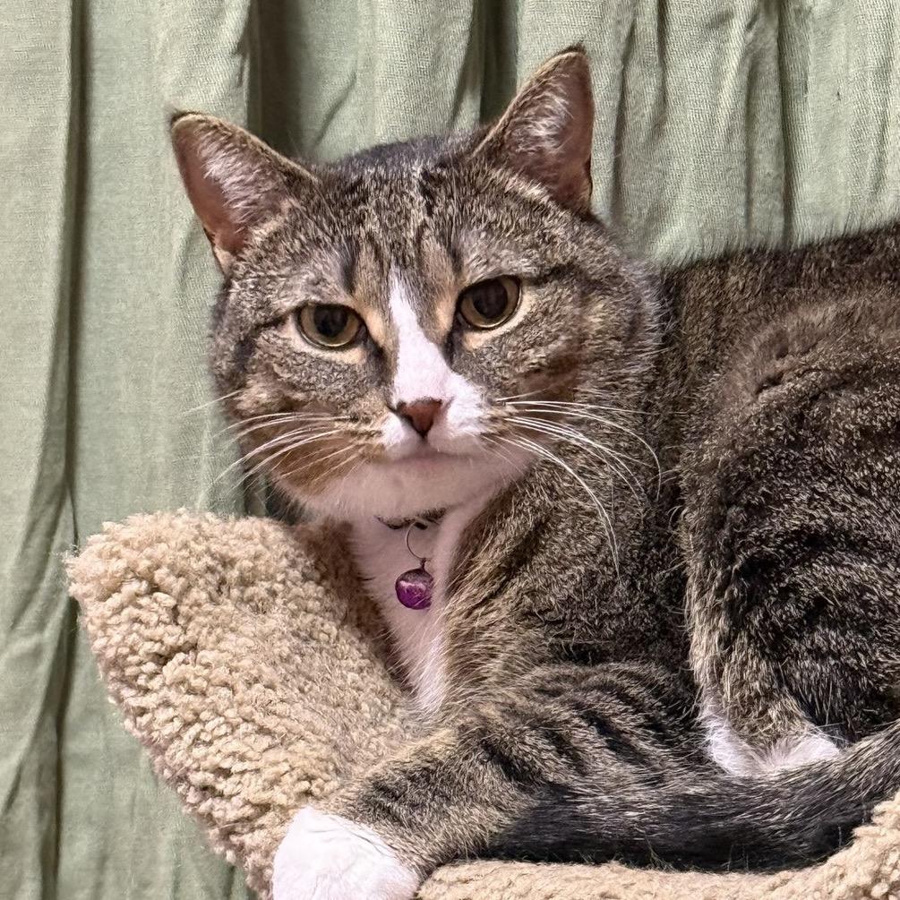 Enlarge Cleo, a Adoptable Domestic Short Hair in Aberdeen, NC image 1/1
