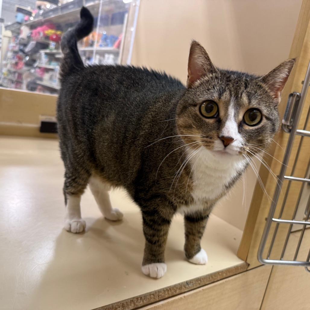 Cleo, a Adoptable Domestic Short Hair in Aberdeen, NC image 2/6