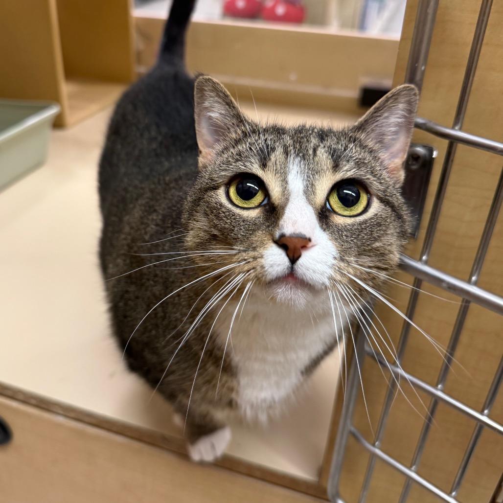 Cleo, a Adoptable Domestic Short Hair in Aberdeen, NC image 3/6