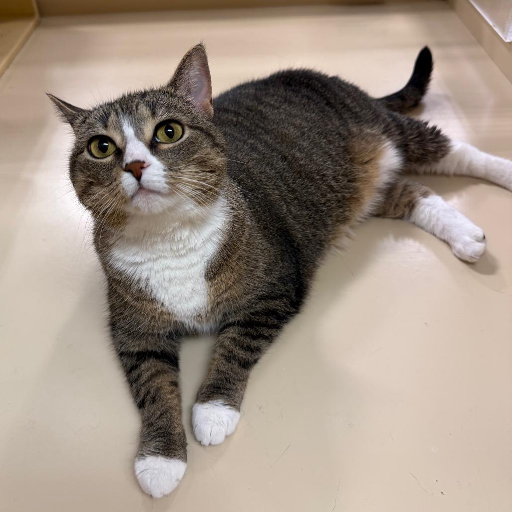 Cleo, a Adoptable Domestic Short Hair in Aberdeen, NC image 4/6