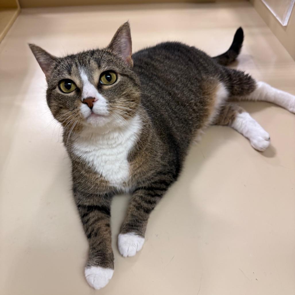 Cleo, a Adoptable Domestic Short Hair in Aberdeen, NC image 5/6