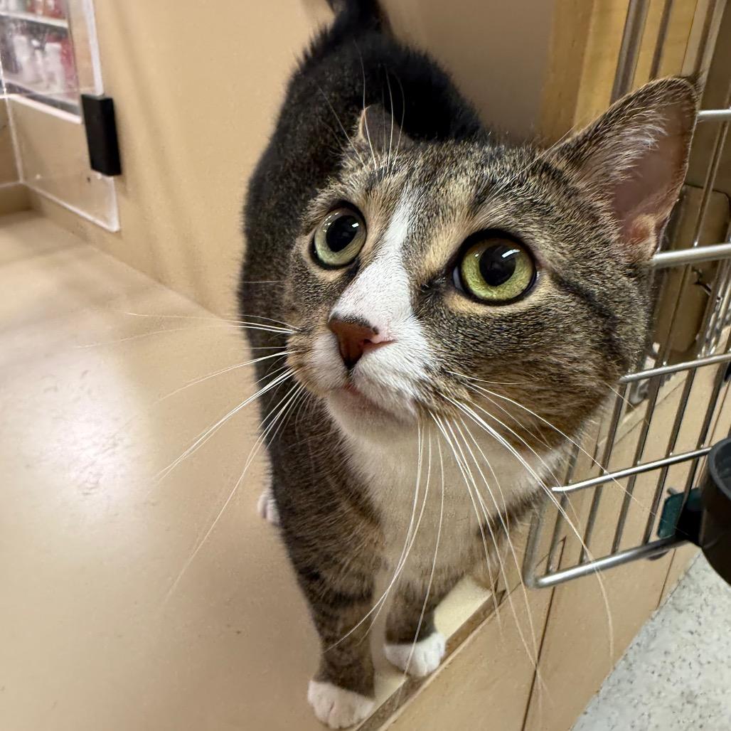 Cleo, a Adoptable Domestic Short Hair in Aberdeen, NC image 6/6