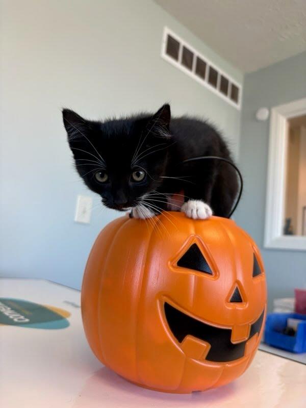 Magnolia thumbnail 2