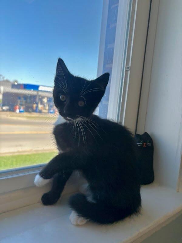 Magnolia thumbnail 3