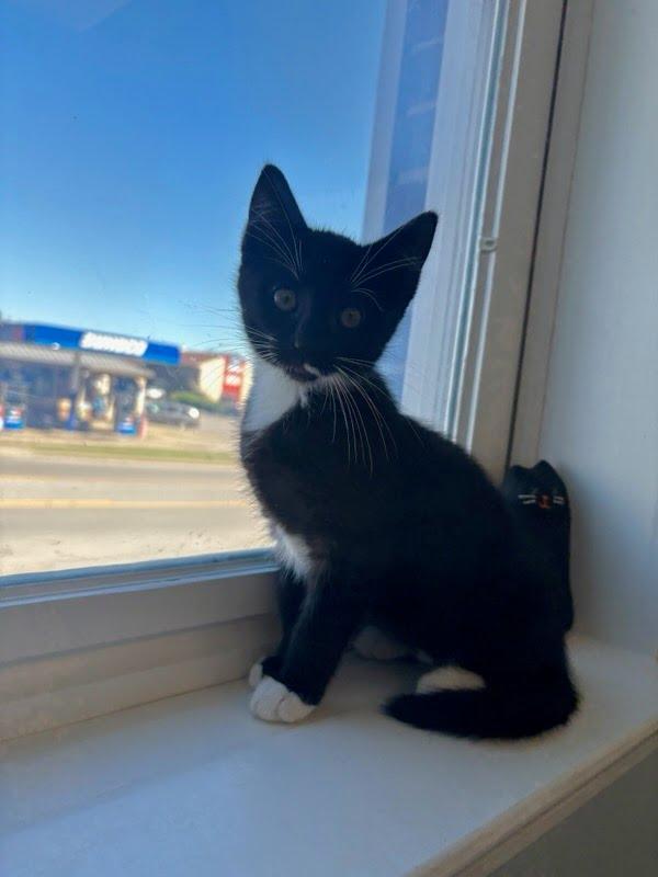 Magnolia thumbnail 4