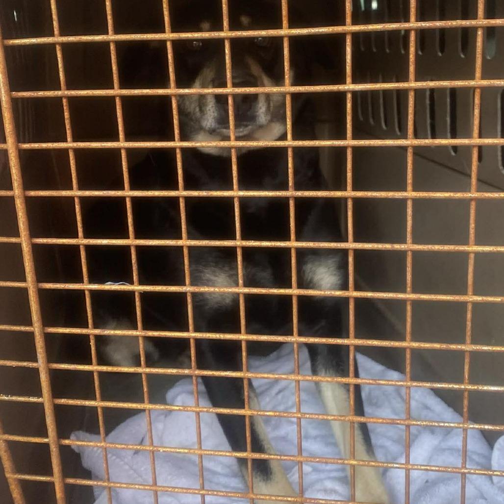 Lady, Adoptable, Adult Female Mixed Breed.