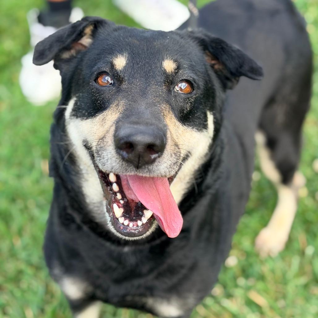 Lady, a Adoptable Mixed Breed in Huntington, WV image 2/6