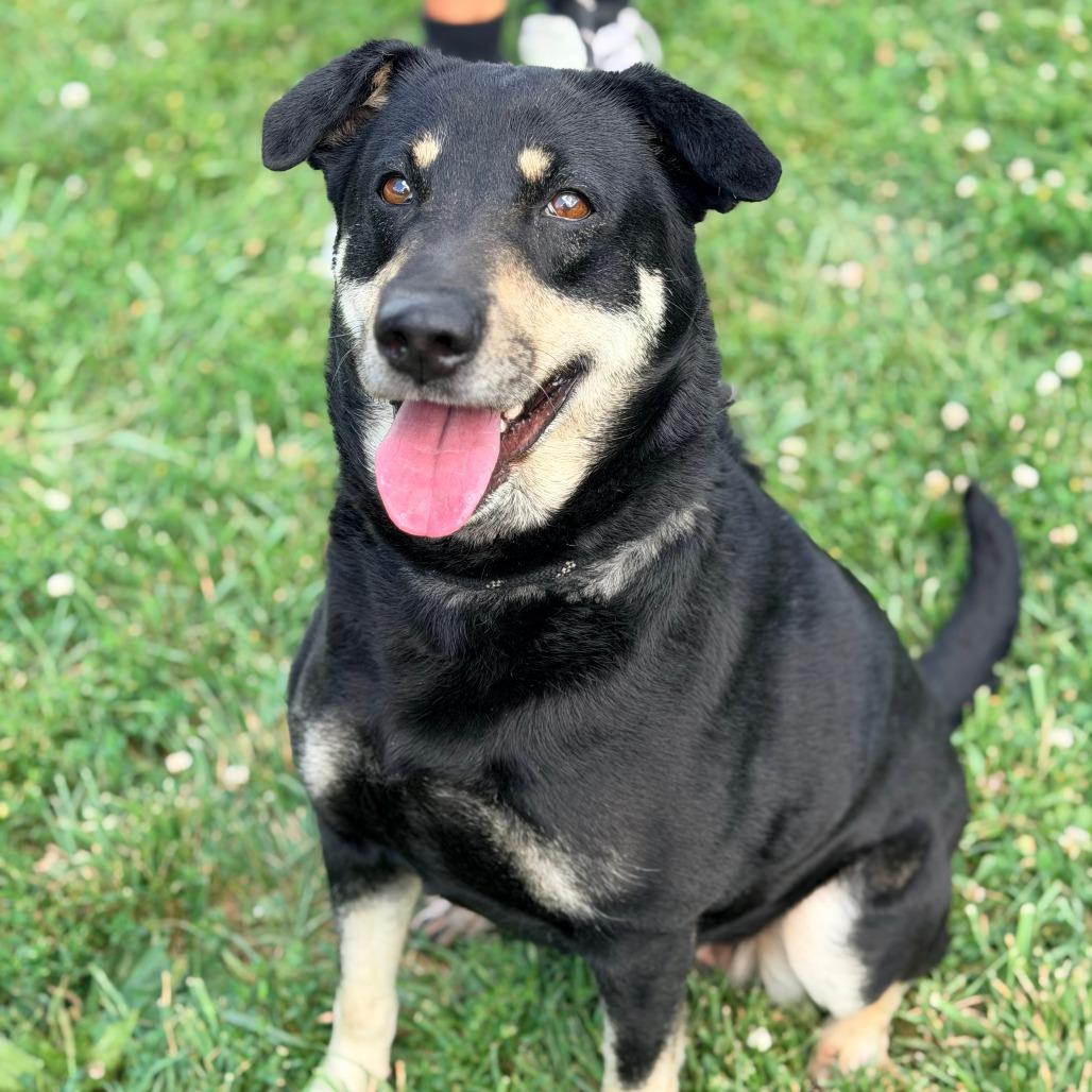 Lady, a Adoptable Mixed Breed in Huntington, WV image 4/6