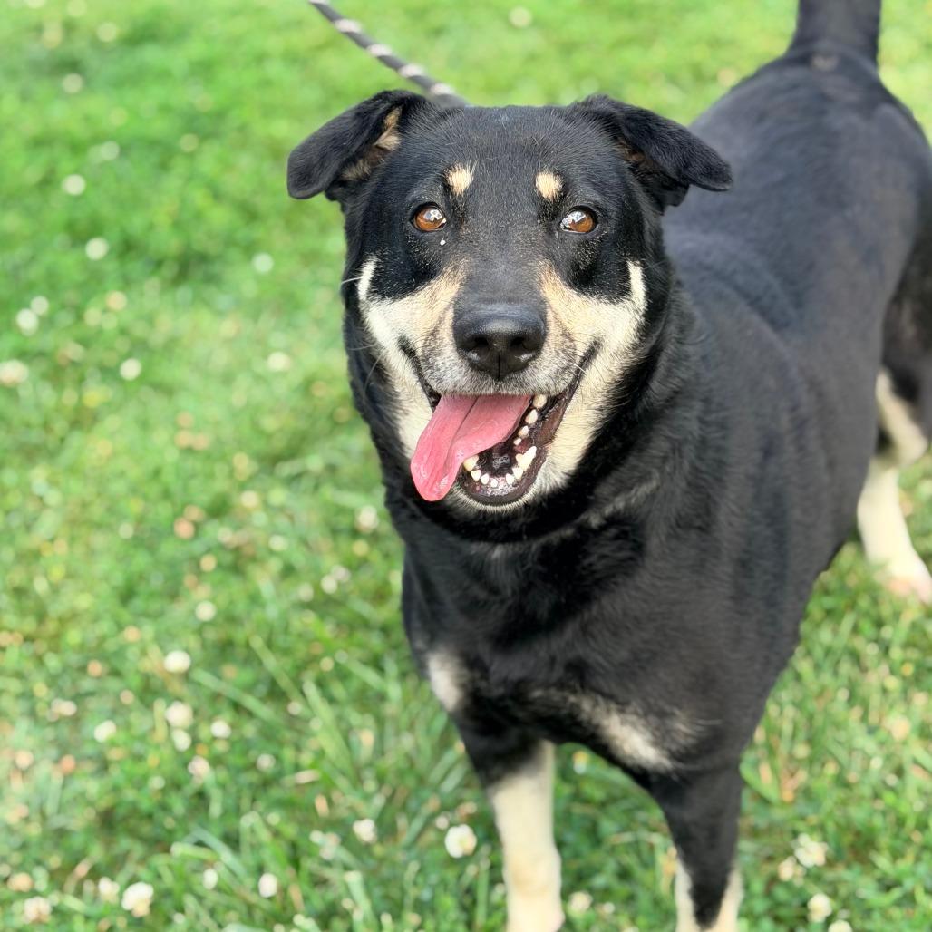 Lady, a Adoptable Mixed Breed in Huntington, WV image 5/6