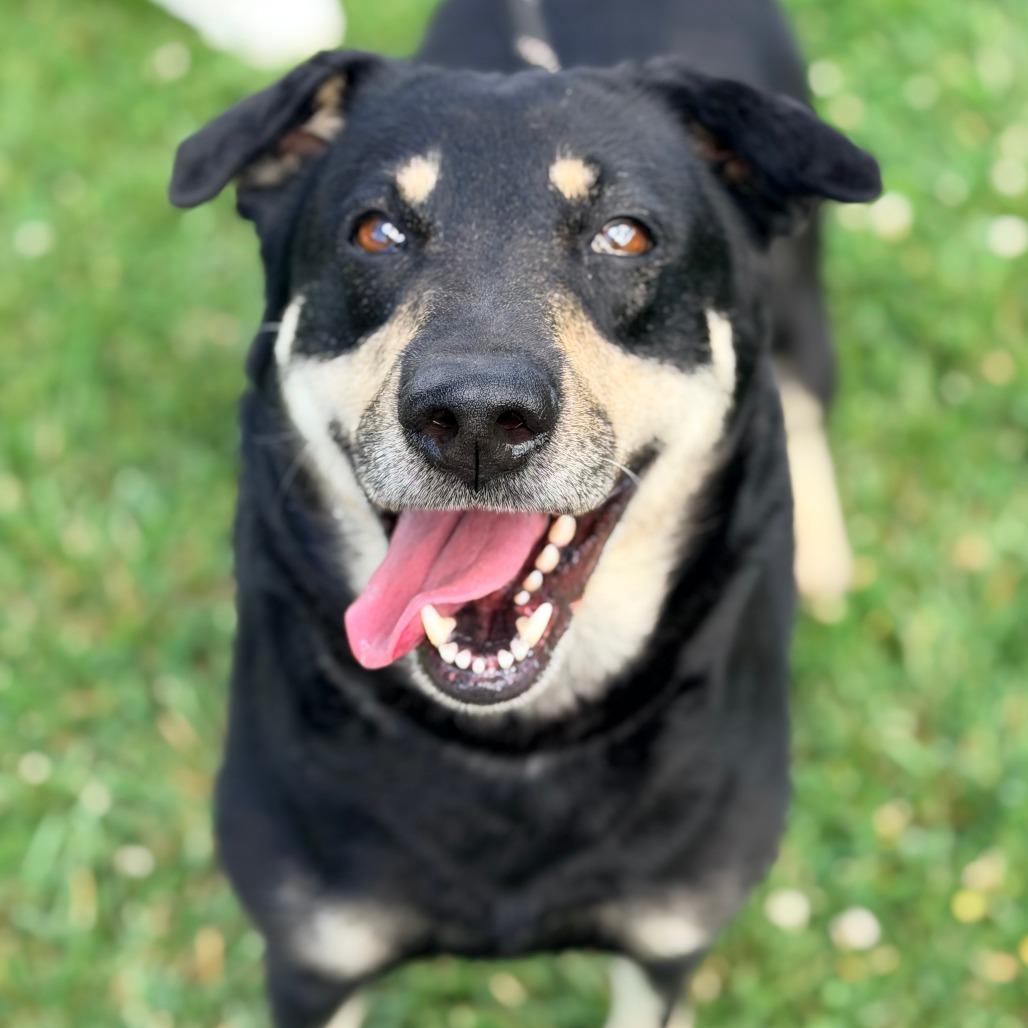 Lady, a Adoptable Mixed Breed in Huntington, WV image 6/6
