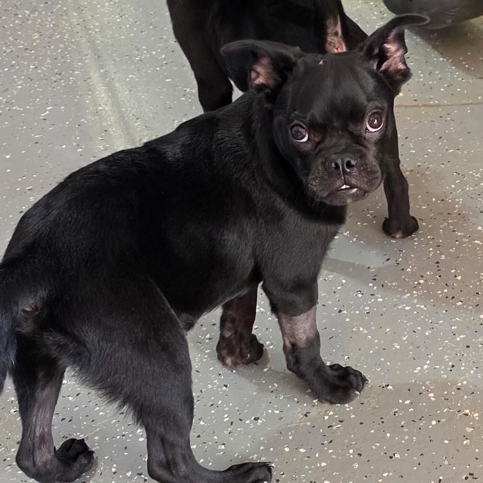 Enlarge Rambo, a Adoptable Pug in Oxford, ME image 1/2