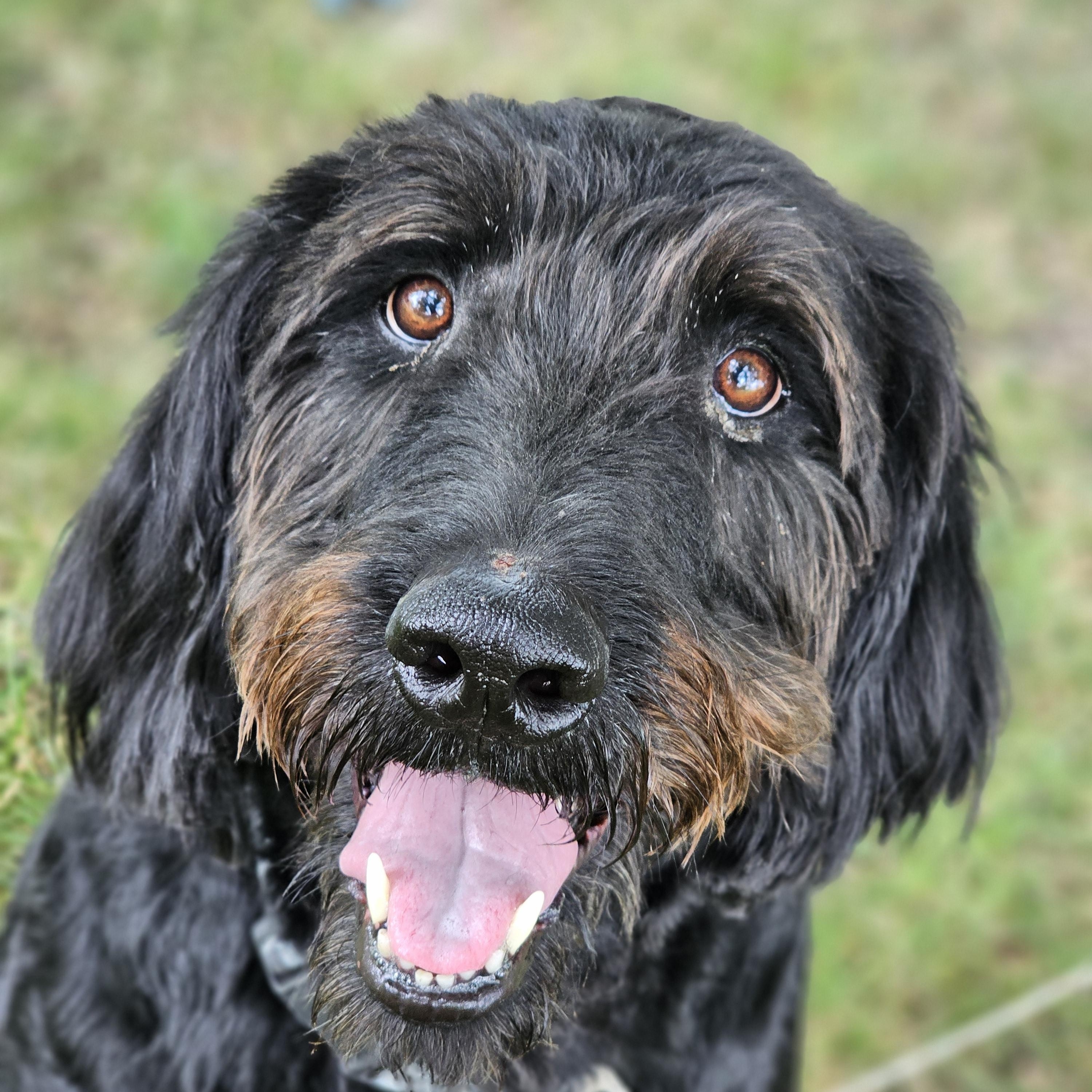 Theo, a ADOPTABLE Labradoodle in O Fallon, IL image 5/6