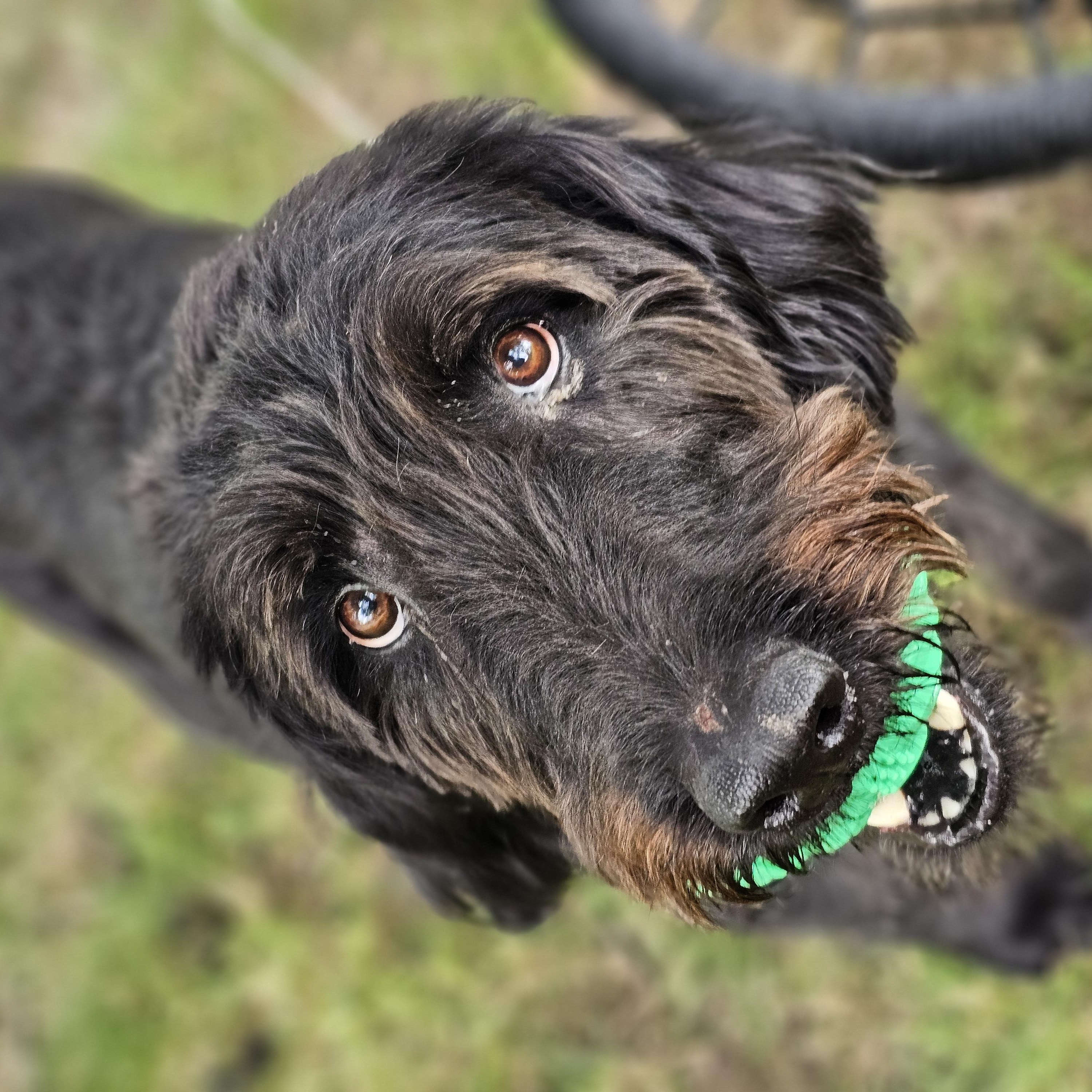 Theo, a ADOPTABLE Labradoodle in O Fallon, IL image 6/6