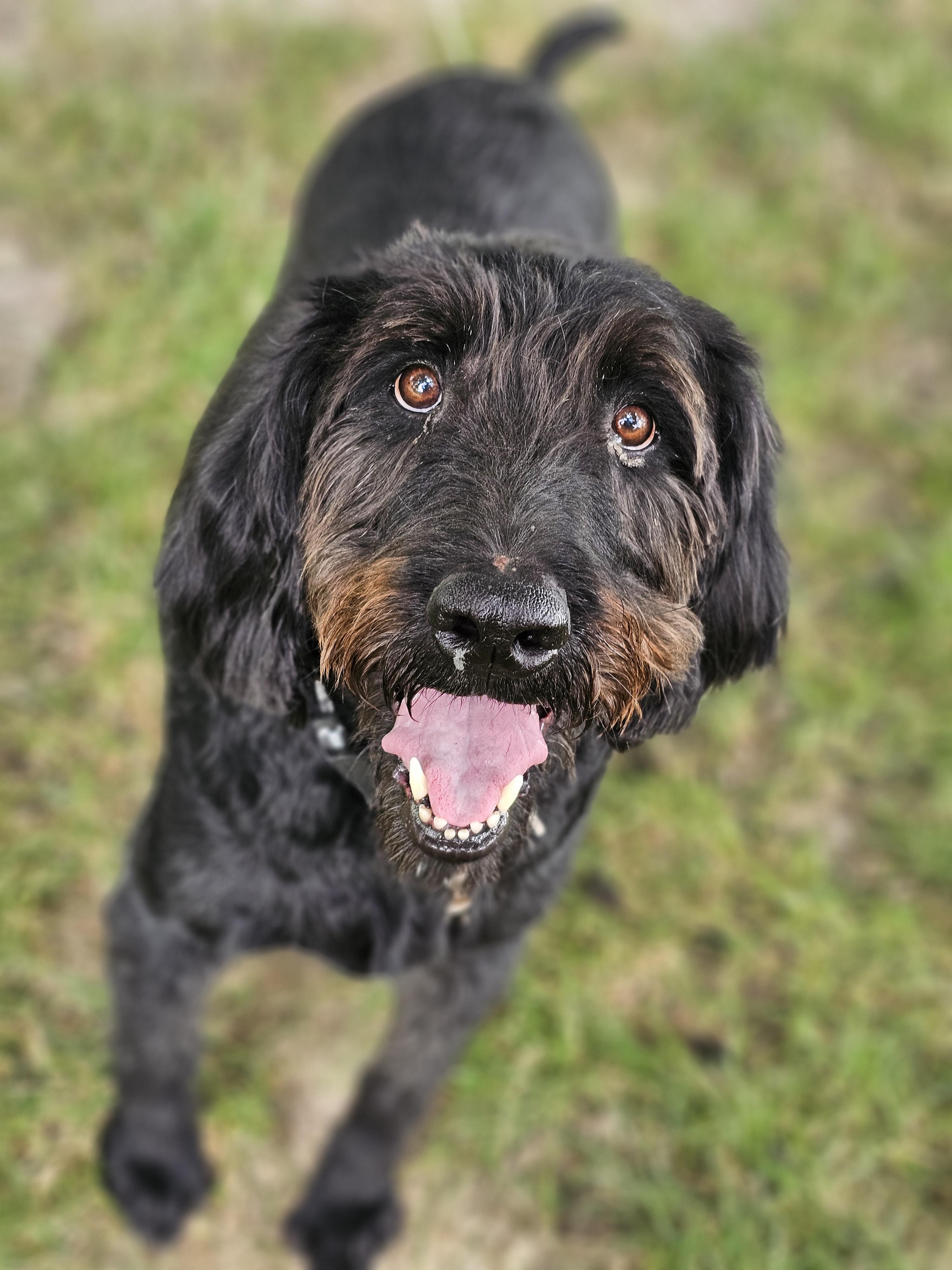 Theo, a ADOPTABLE Labradoodle in O Fallon, IL image 2/6