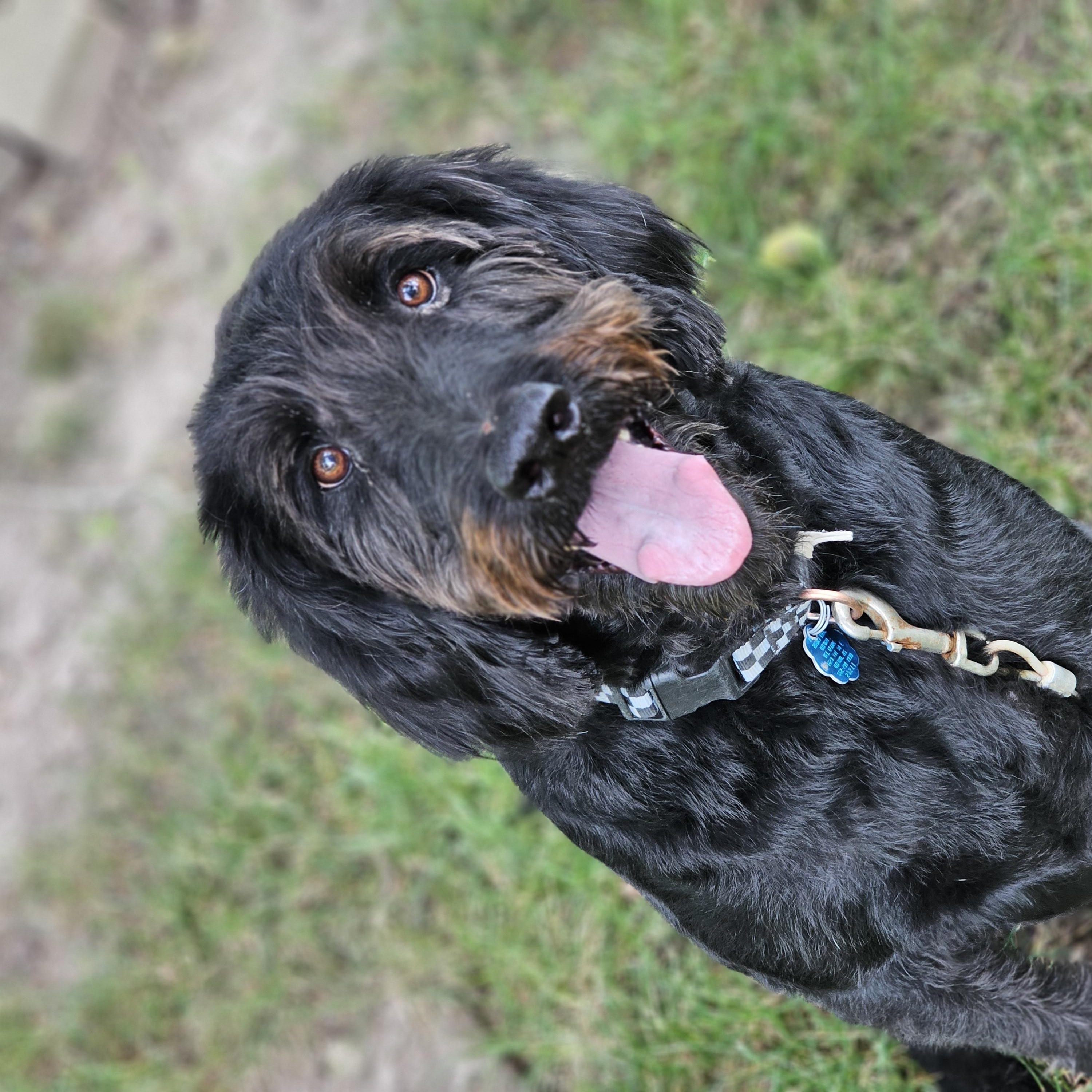 Theo, a ADOPTABLE Labradoodle in O Fallon, IL image 4/6