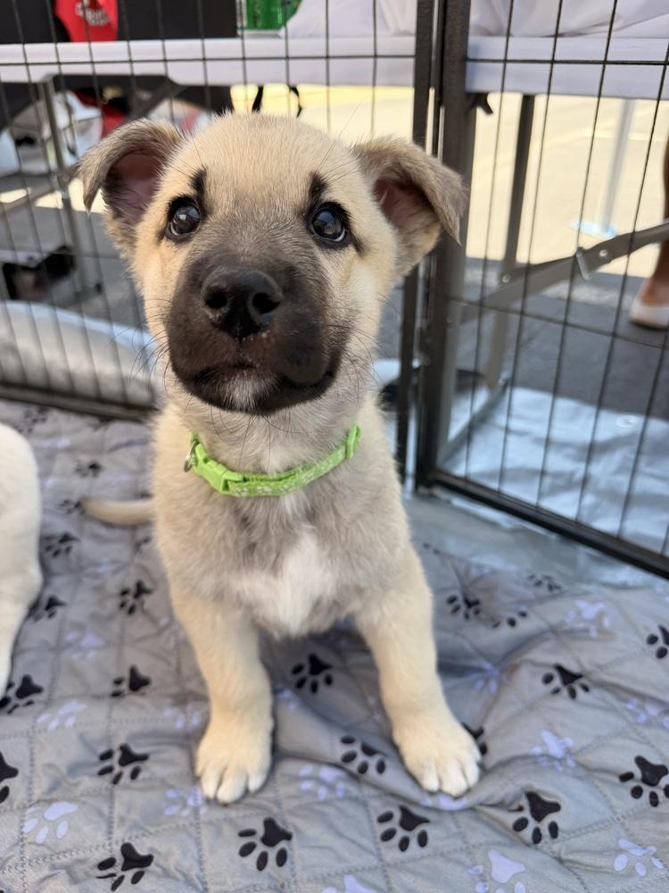 Enlarge Yamaha, a Adoptable mixed breed in Pleasant Hill, CA image 2/6