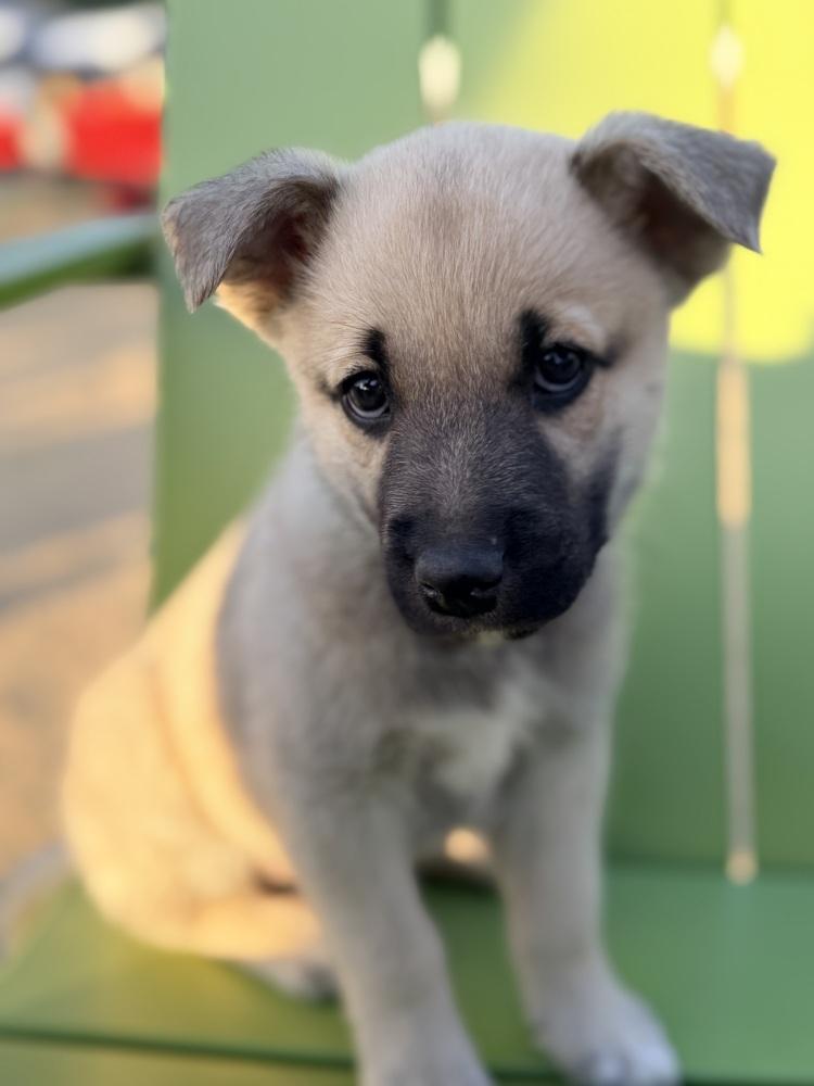 Enlarge Yamaha, a Adoptable mixed breed in Pleasant Hill, CA image 3/6