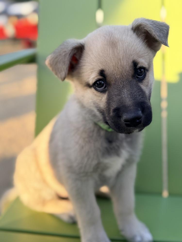 Enlarge Yamaha, a Adoptable mixed breed in Pleasant Hill, CA image 4/6