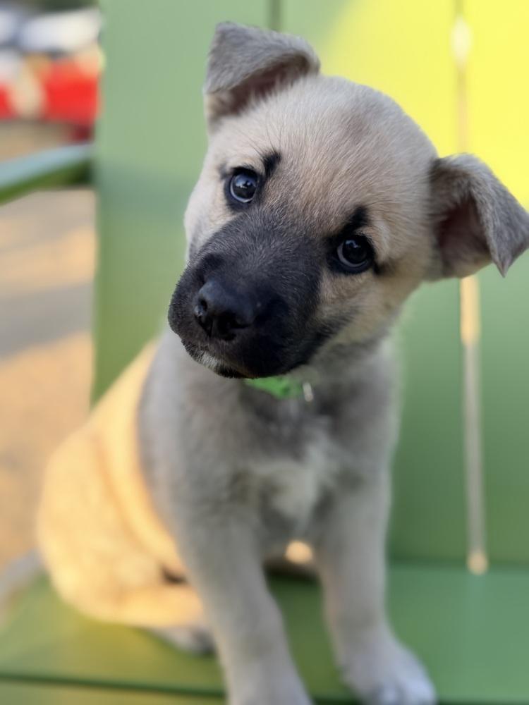 Enlarge Yamaha, a Adoptable mixed breed in Pleasant Hill, CA image 5/6
