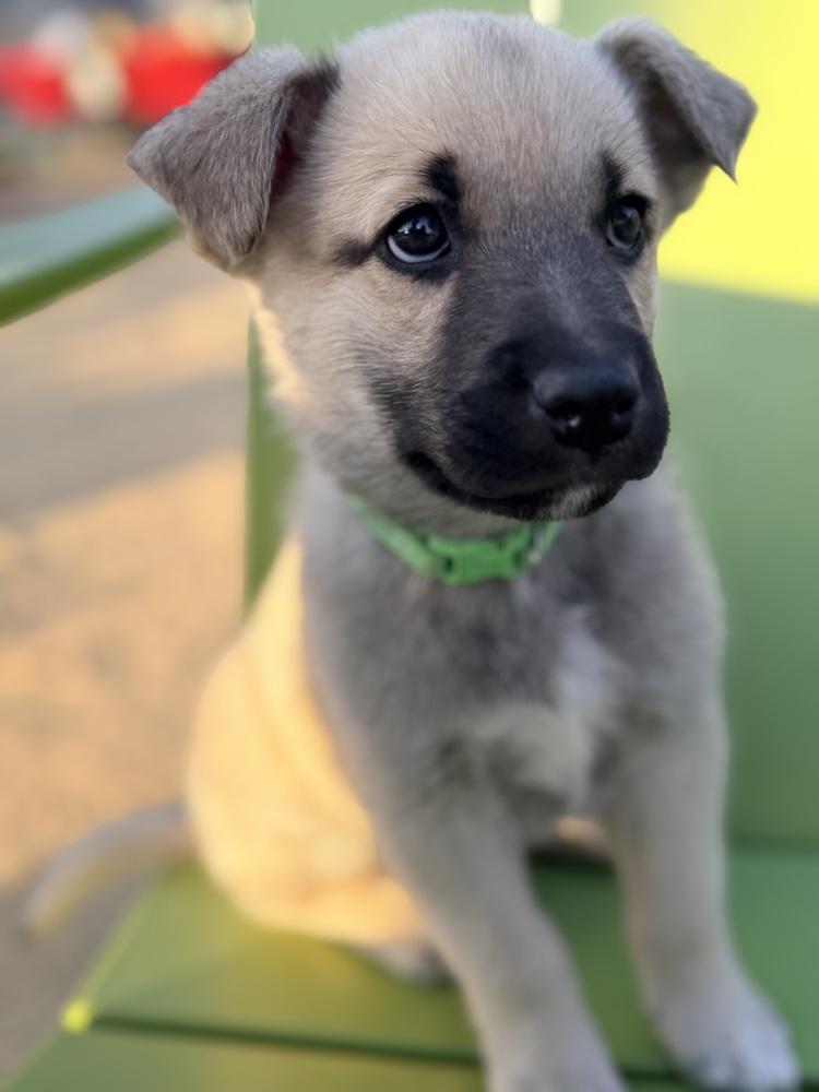 Enlarge Yamaha, a Adoptable mixed breed in Pleasant Hill, CA image 6/6