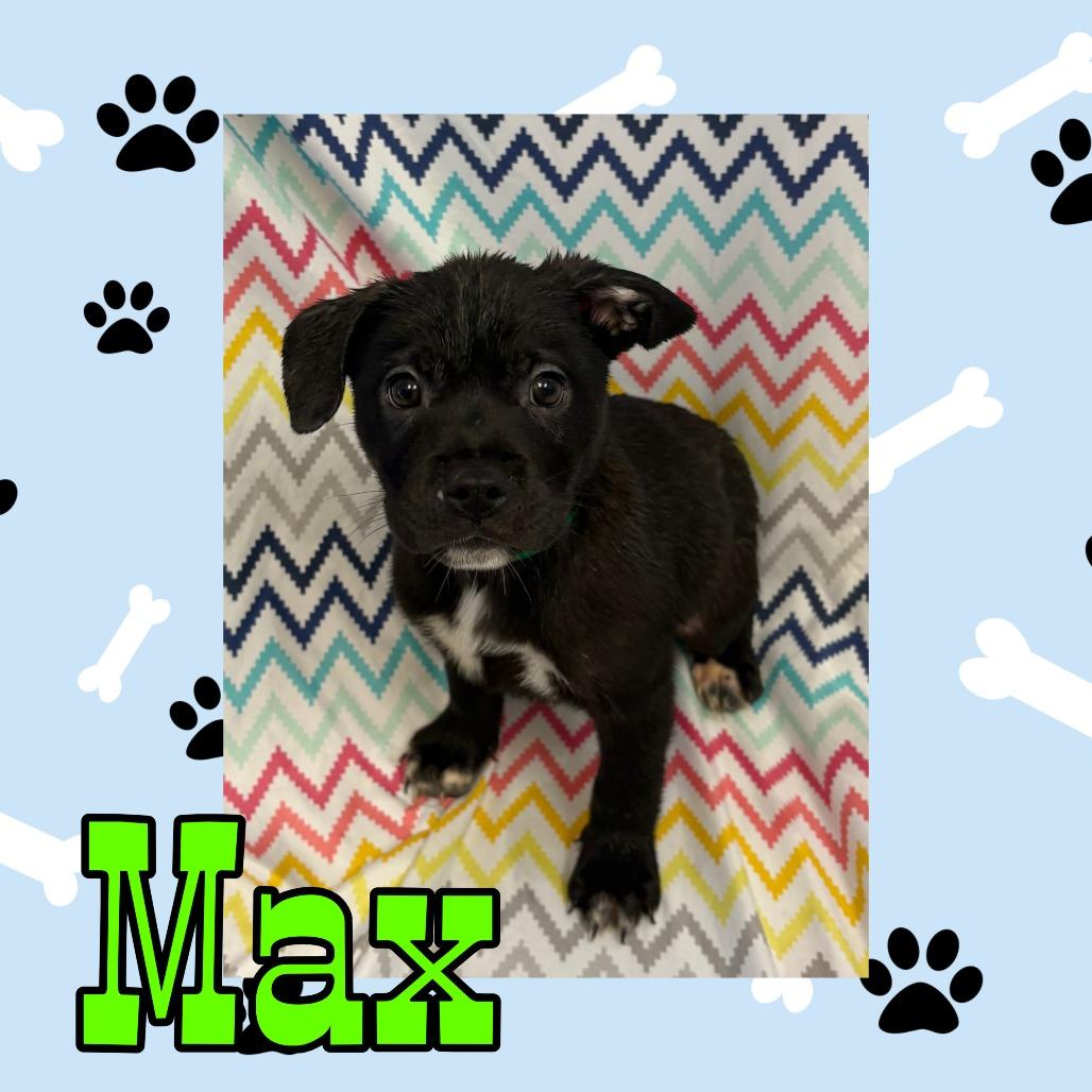 Max, Adoptable, Puppy Male Pit Bull Terrier & Mixed Breed.