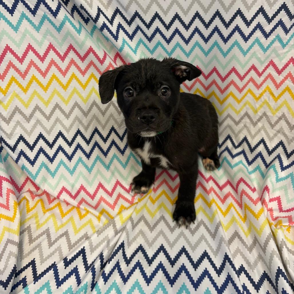 Enlarge Max, a Adoptable mixed breed in Royse City, TX image 2/2