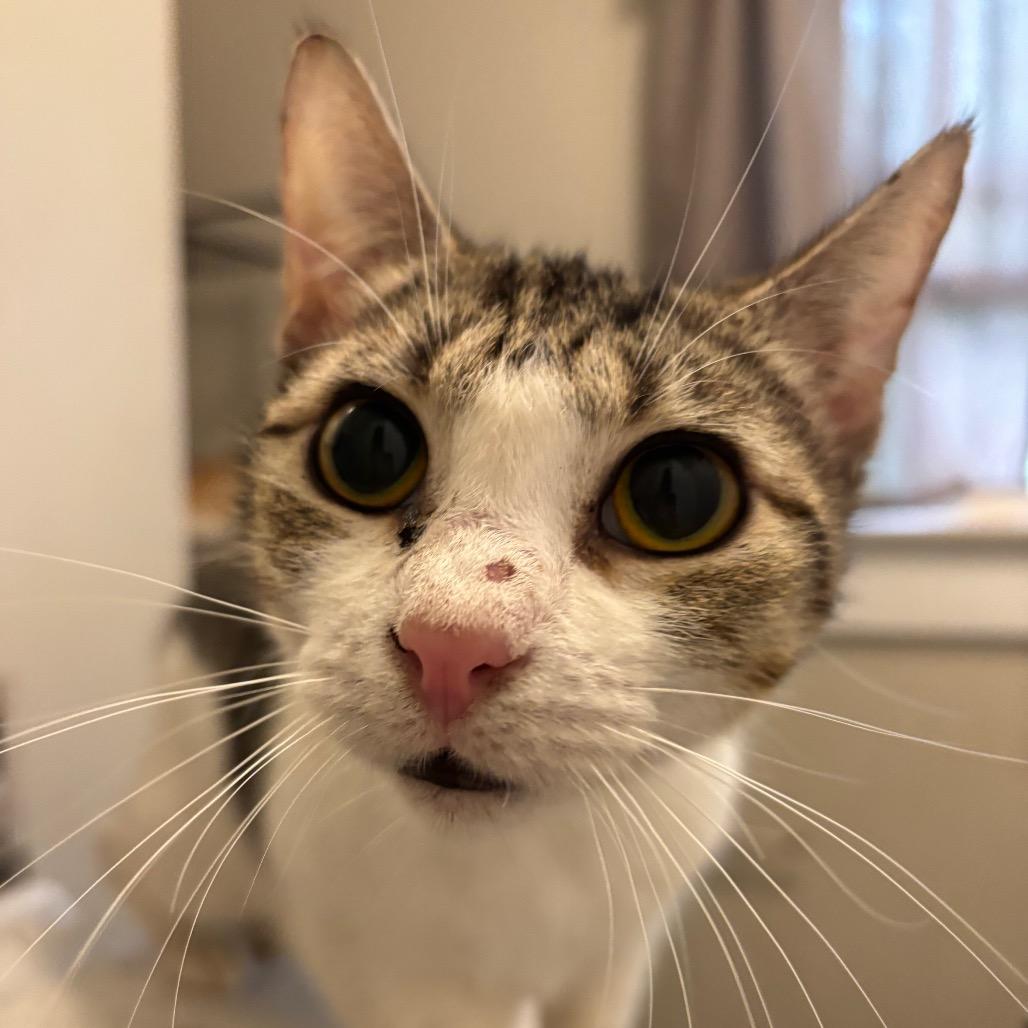 Enlarge Arial (barn cat), a Adoptable Domestic Short Hair in Inman, SC image 1/1
