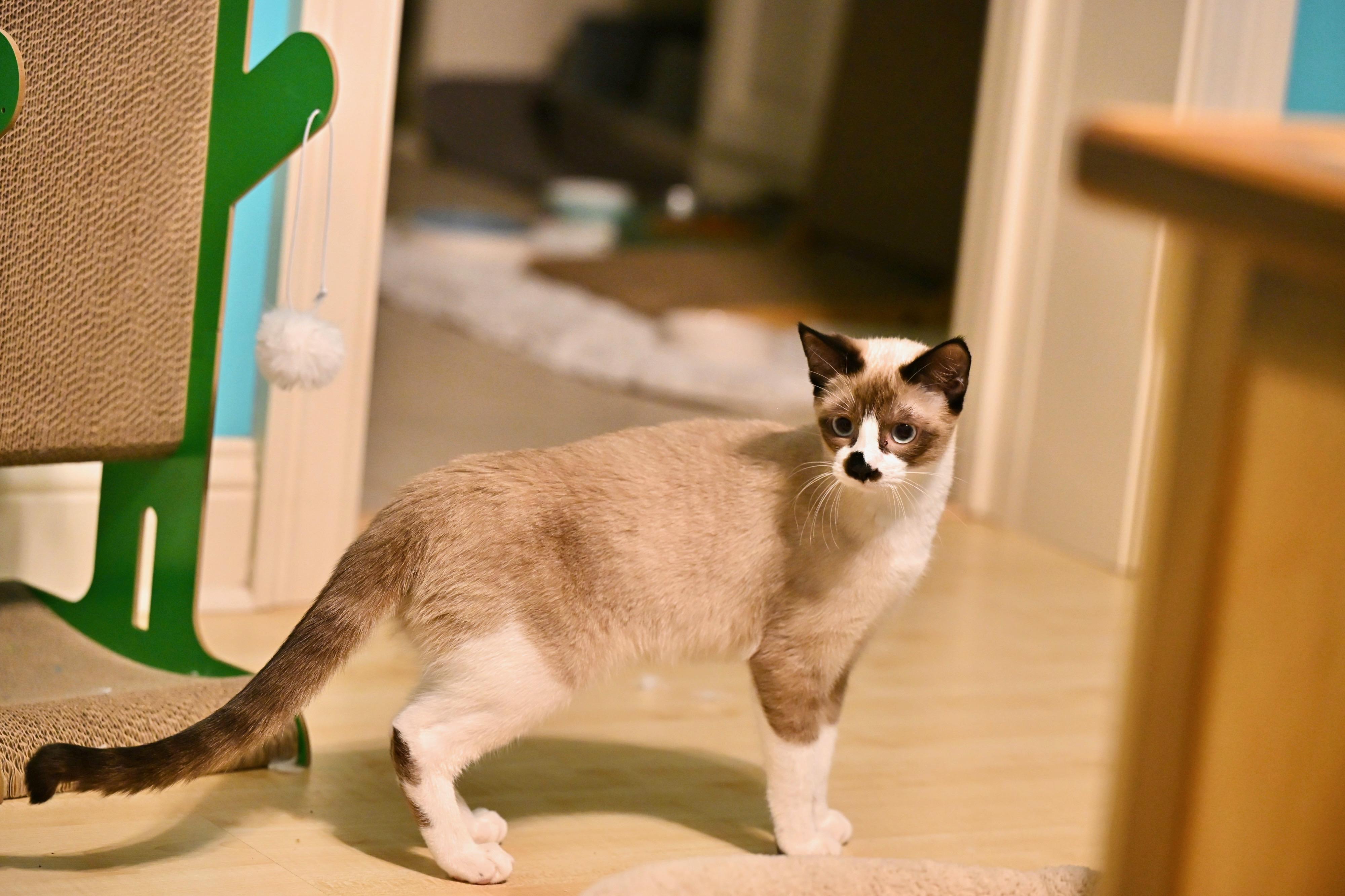 Thackery Binx