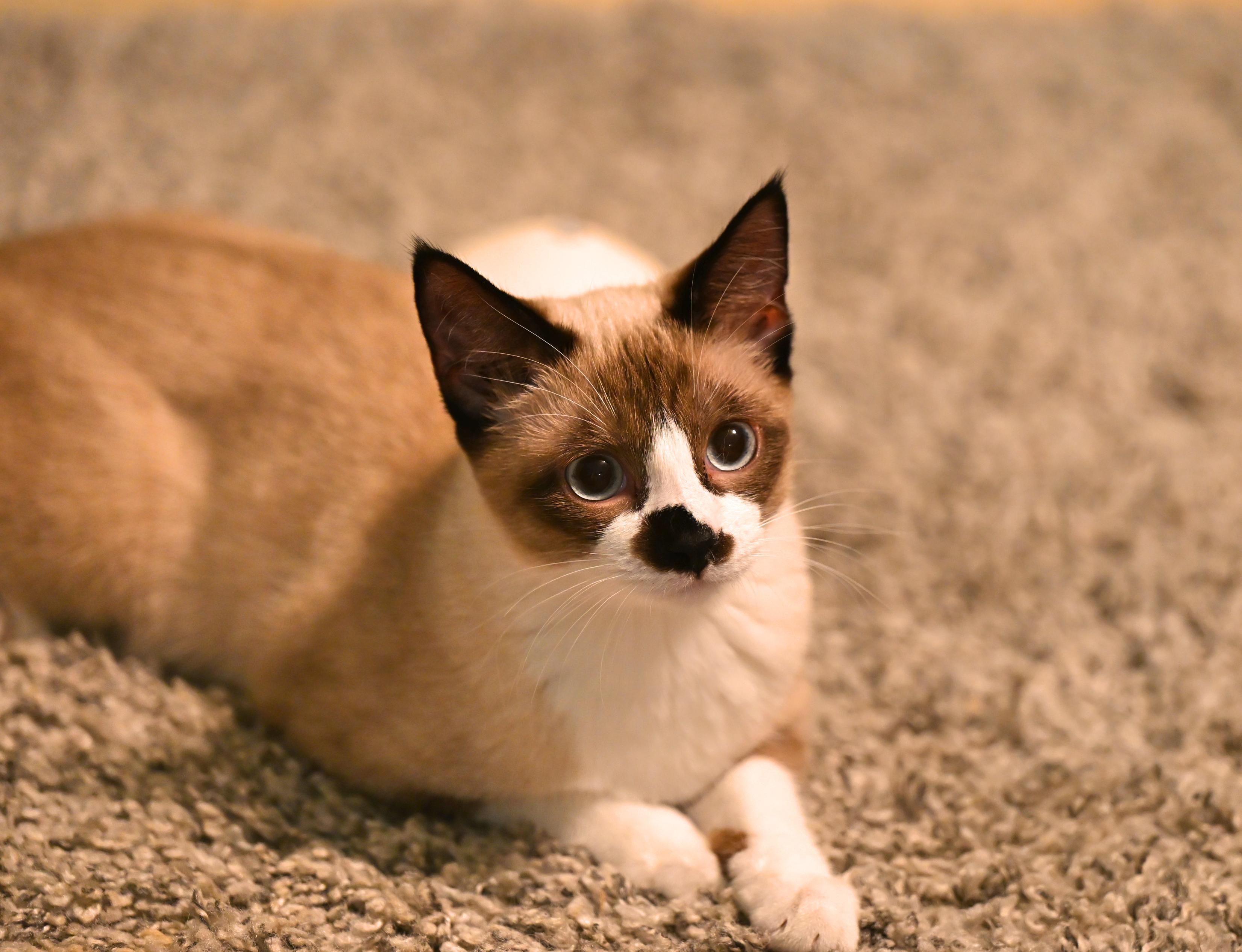 Thackery Binx thumbnail 3