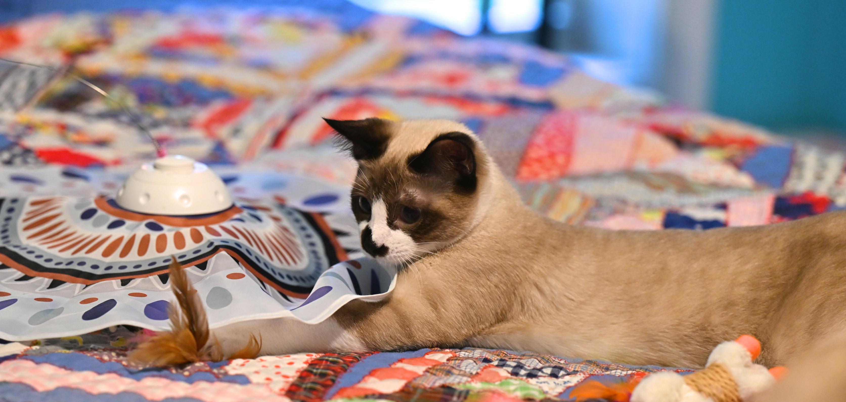 Thackery Binx thumbnail 4