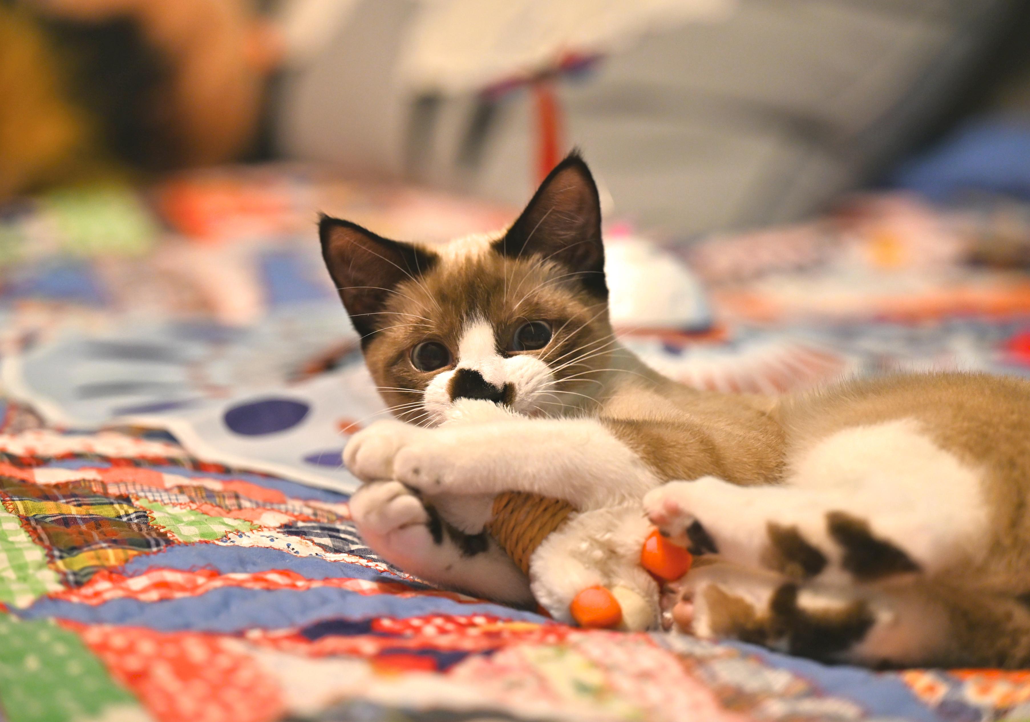 Thackery Binx thumbnail 5