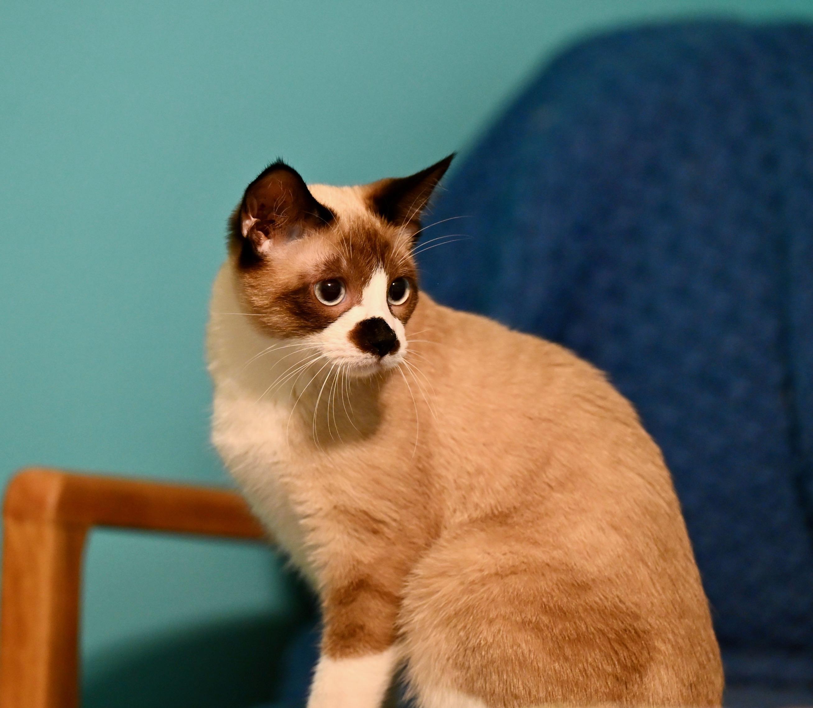 Thackery Binx thumbnail 2