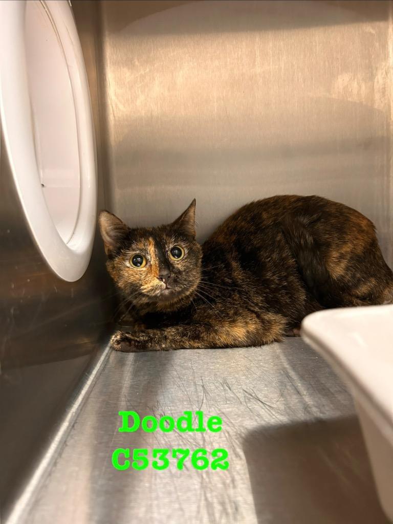 Doodle, a Adoptable mixed breed in Clarksville, TN image 1/2