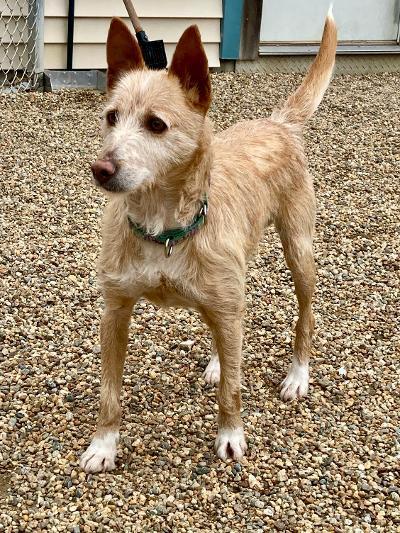 Enlarge Chiva, a Adoptable Portuguese Podengo in Hopkinton, MA image 1/6