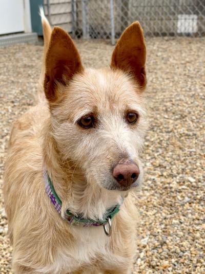 Enlarge Chiva, a Adoptable Portuguese Podengo in Hopkinton, MA image 2/6