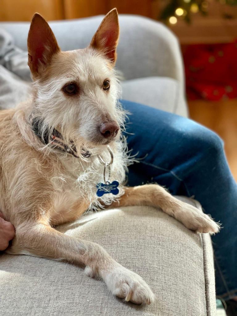 Enlarge Chiva, a Adoptable Portuguese Podengo in Hopkinton, MA image 6/6