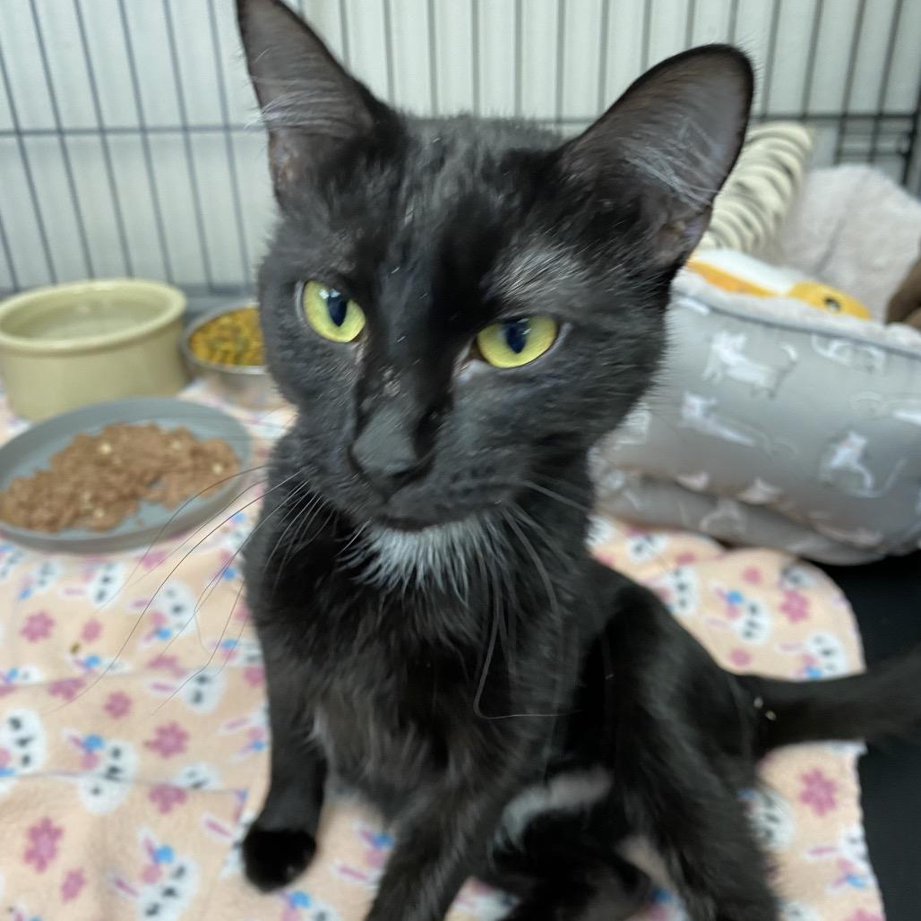Shadow, Adoptable, Adult Female Domestic Short Hair.
