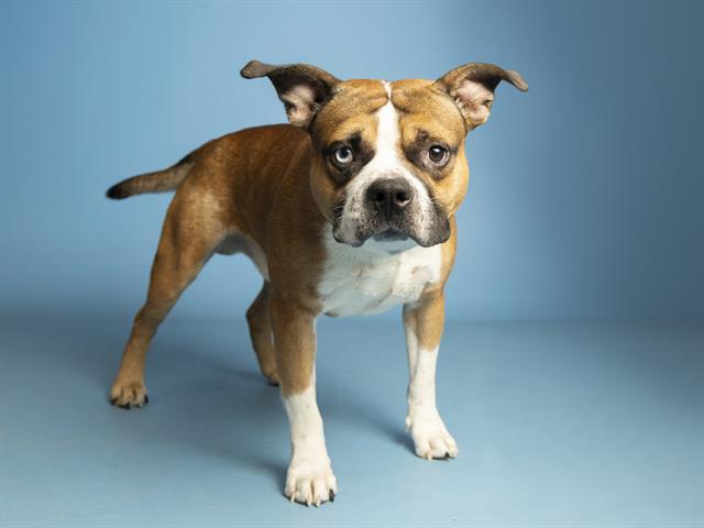 Enlarge PABLO, a Adoptable mixed breed in Phoenix, AZ image 1/1