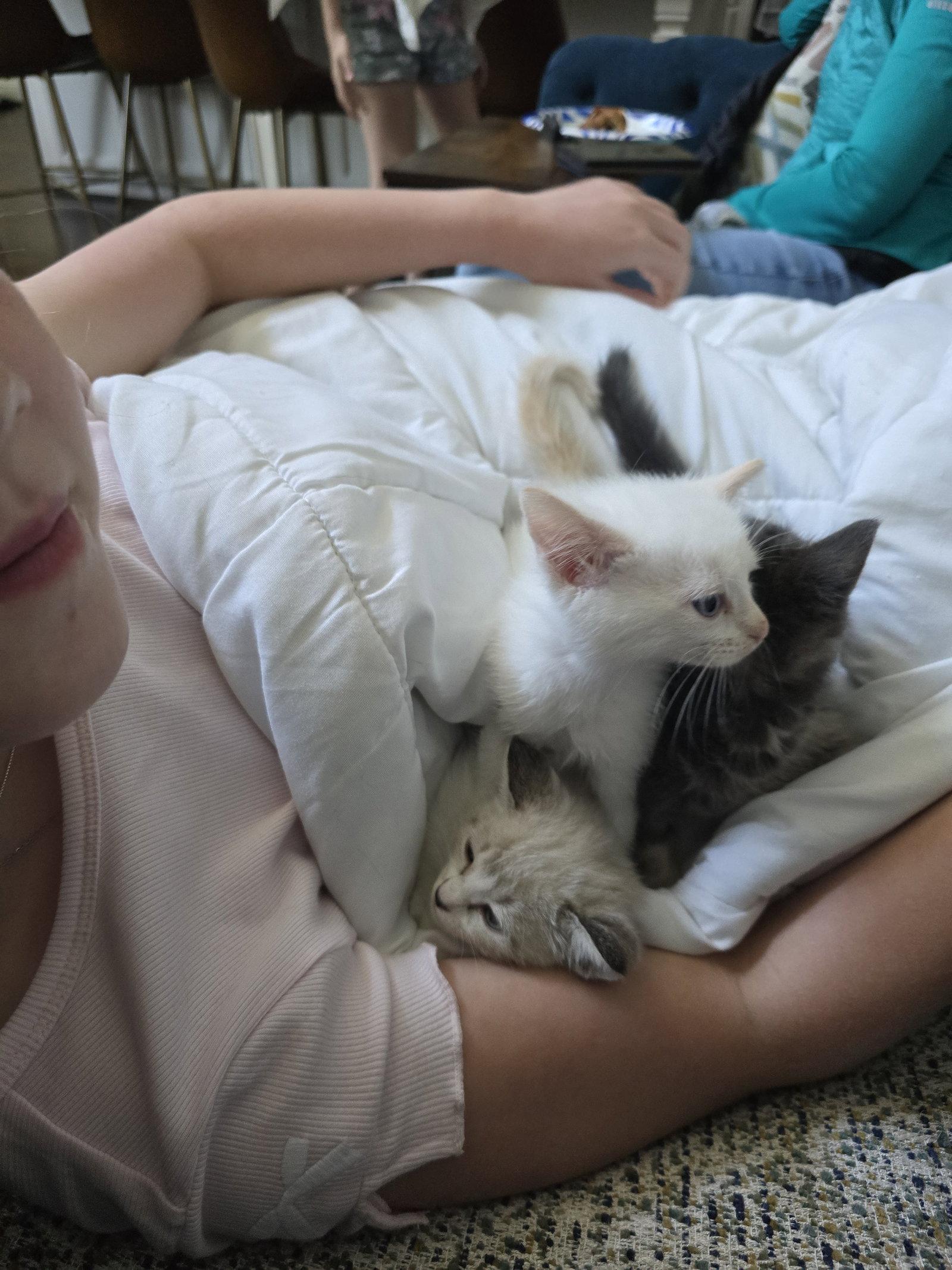Lumen, Adopted, Young Male Domestic Short Hair.